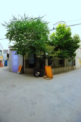 tree_TOM6529.jpg