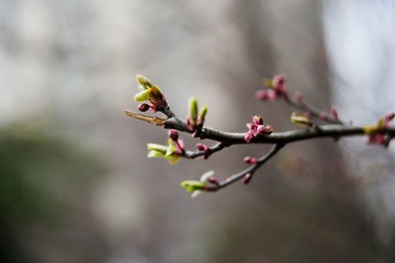 冬天的小花