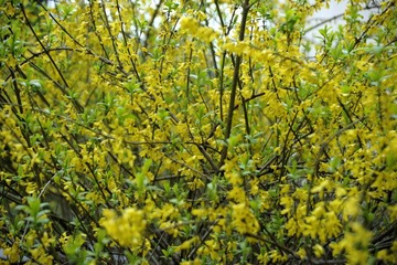 2010*3月尾晚冬