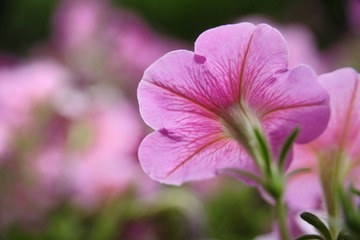 红花