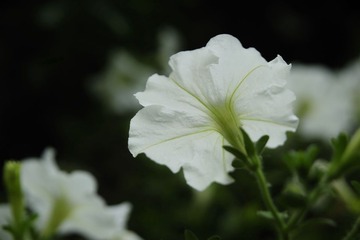 白花