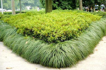 绿草