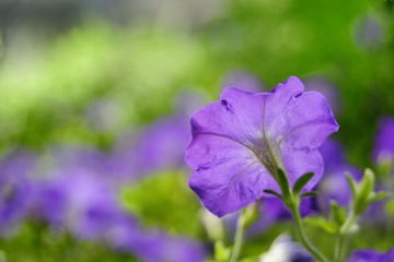 紫花