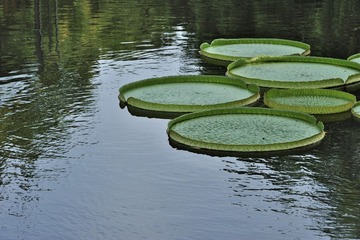 莲子