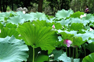 荷花