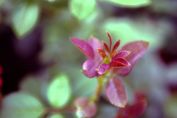 Flower by Lensbaby