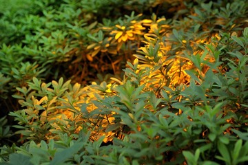 草