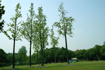 树
