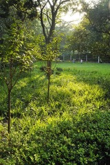 小孩与光