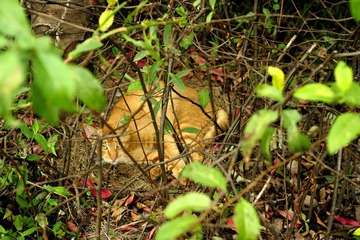 黄猫