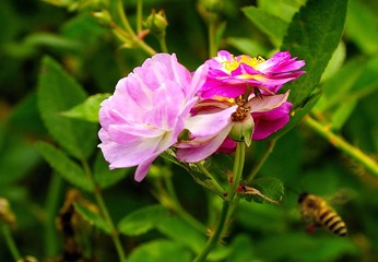 小蜜蜂