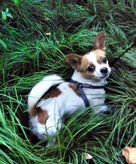 puppy