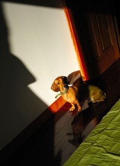 fandi & sunshine