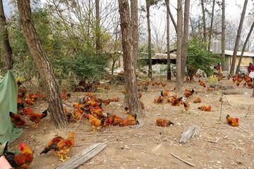 土鸡