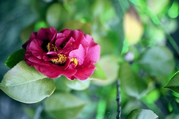 红花