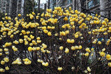黄花