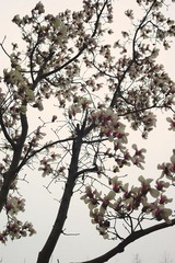 冬天de花