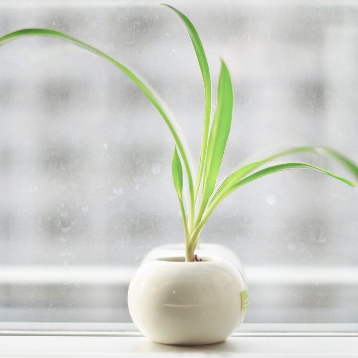 绿<br />
