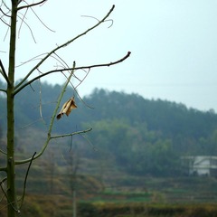 叶.jpg