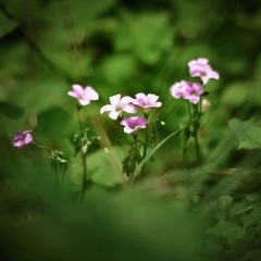 DSC02736.jpg