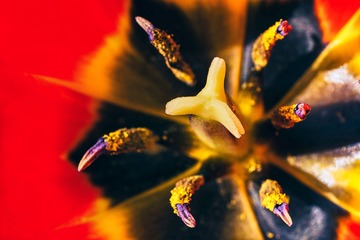花芯