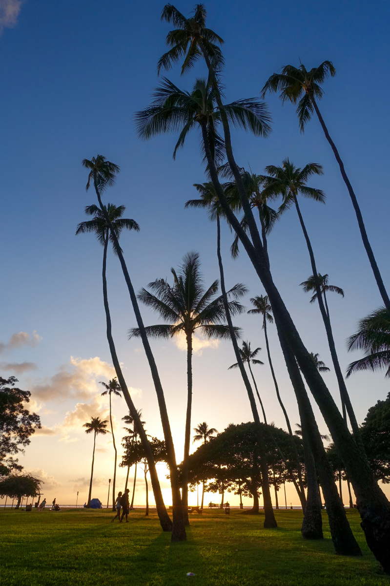 夏威夷,瓦基基海滩,waikiki beach,落日,椰子树,剪影.2016.