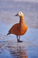 126945