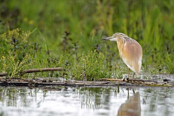 IMG_1045.jpg