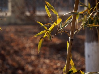 P2020417