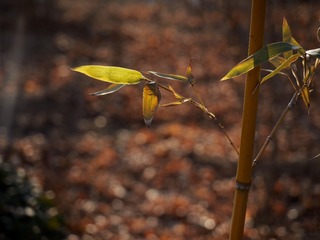 P2020418