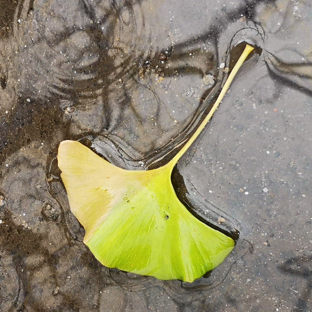 雨中的落叶银杏叶的一半都黄了一叶知秋
