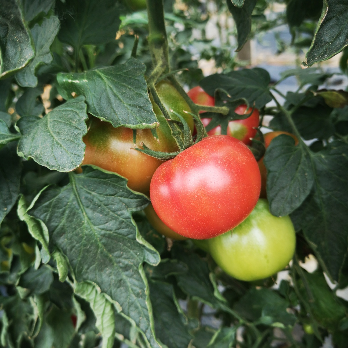 采摘西红柿纪实摄影