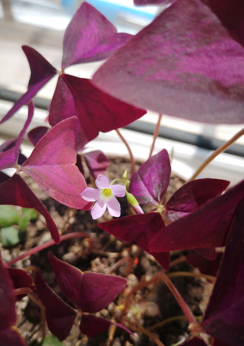 紫叶酢浆草也叫紫叶幸运草华为手机摄影