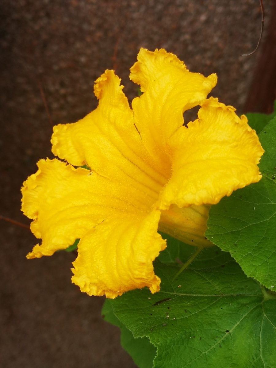 窝瓜花手机摄影