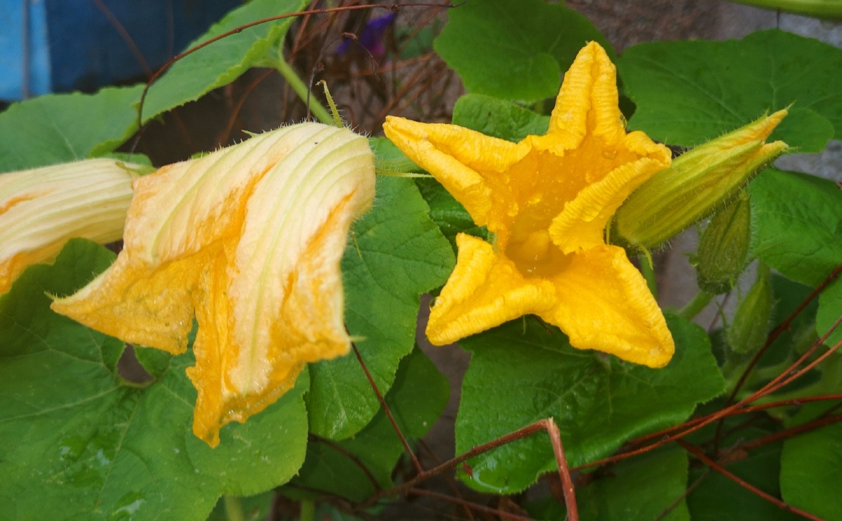 窝瓜花手机摄影