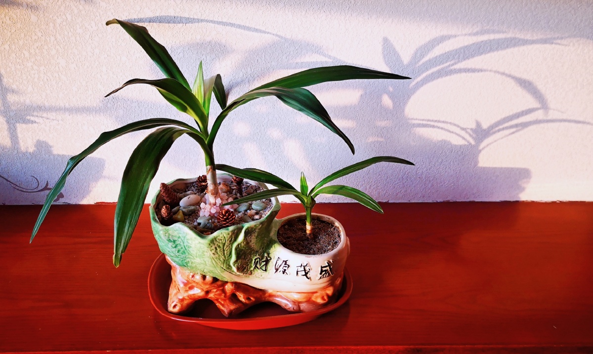 我家的玉米兰花茁壮成长