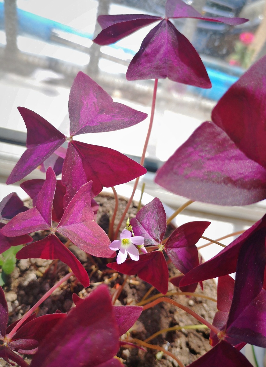 紫叶酢浆草也叫紫叶幸运草华为手机摄影