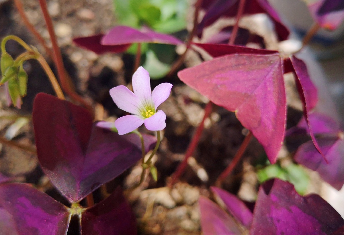 紫叶酢浆草也叫紫叶幸运草华为手机摄影