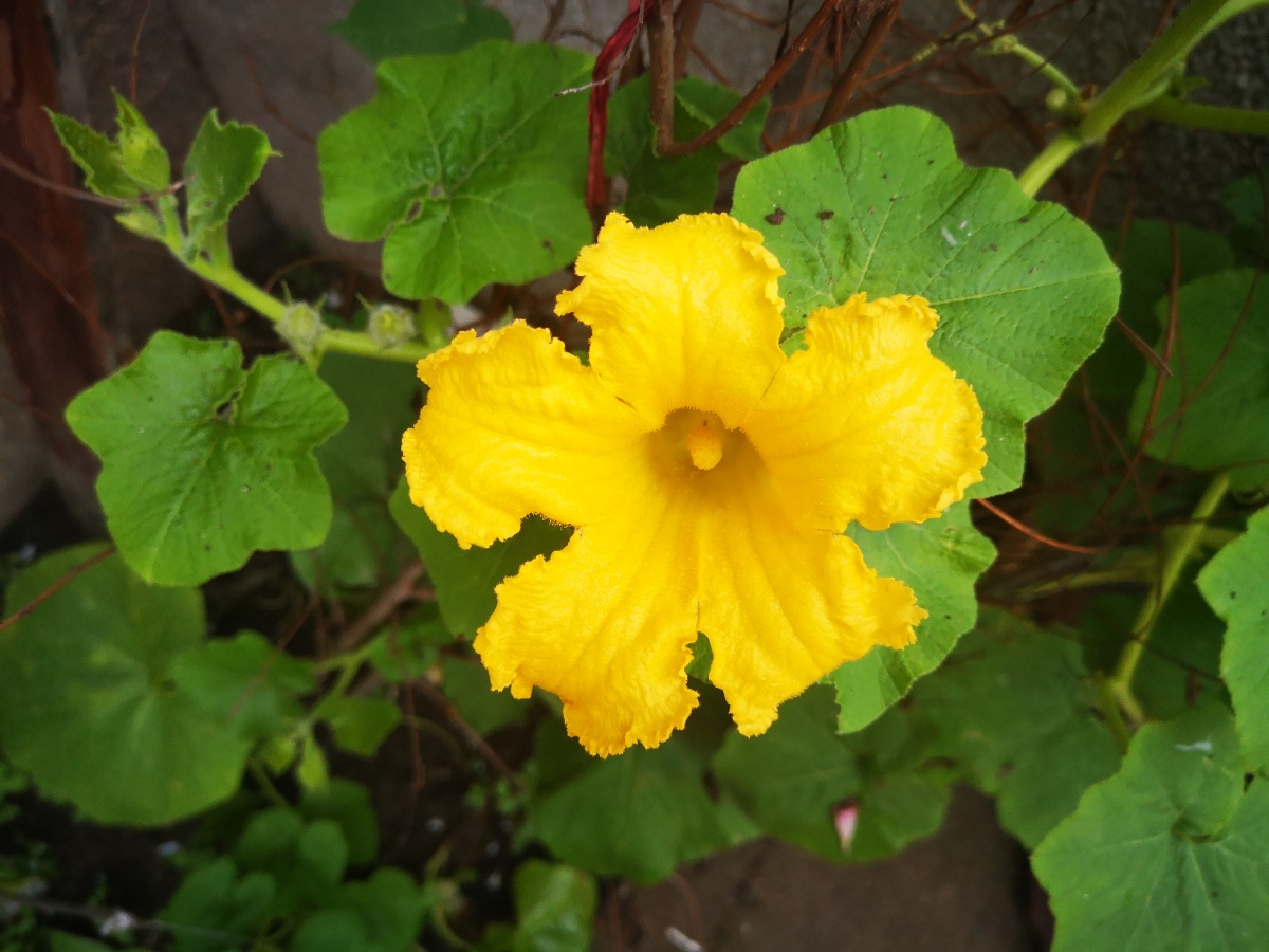 窝瓜花手机摄影