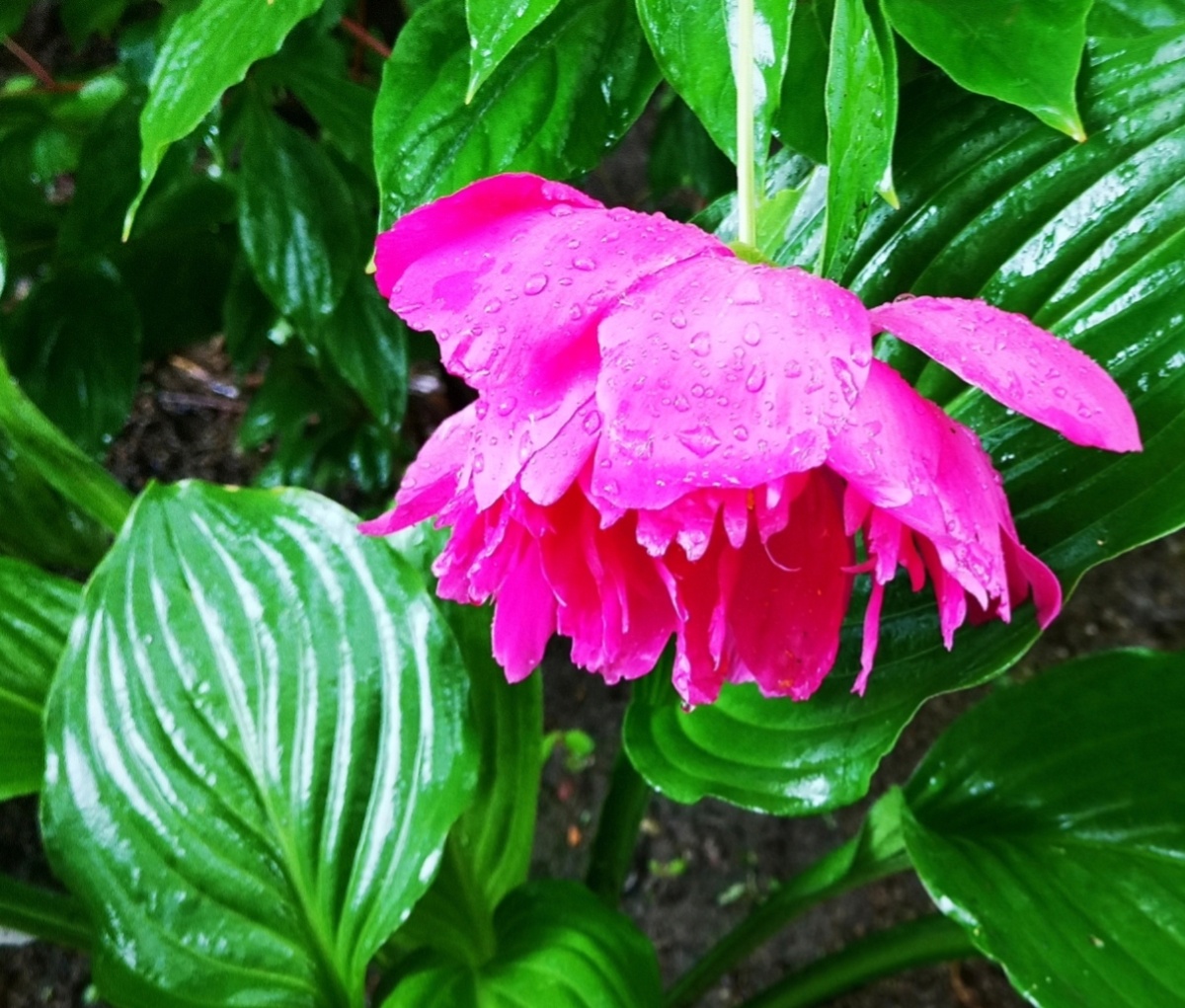 被大雨淋湿的芍药花