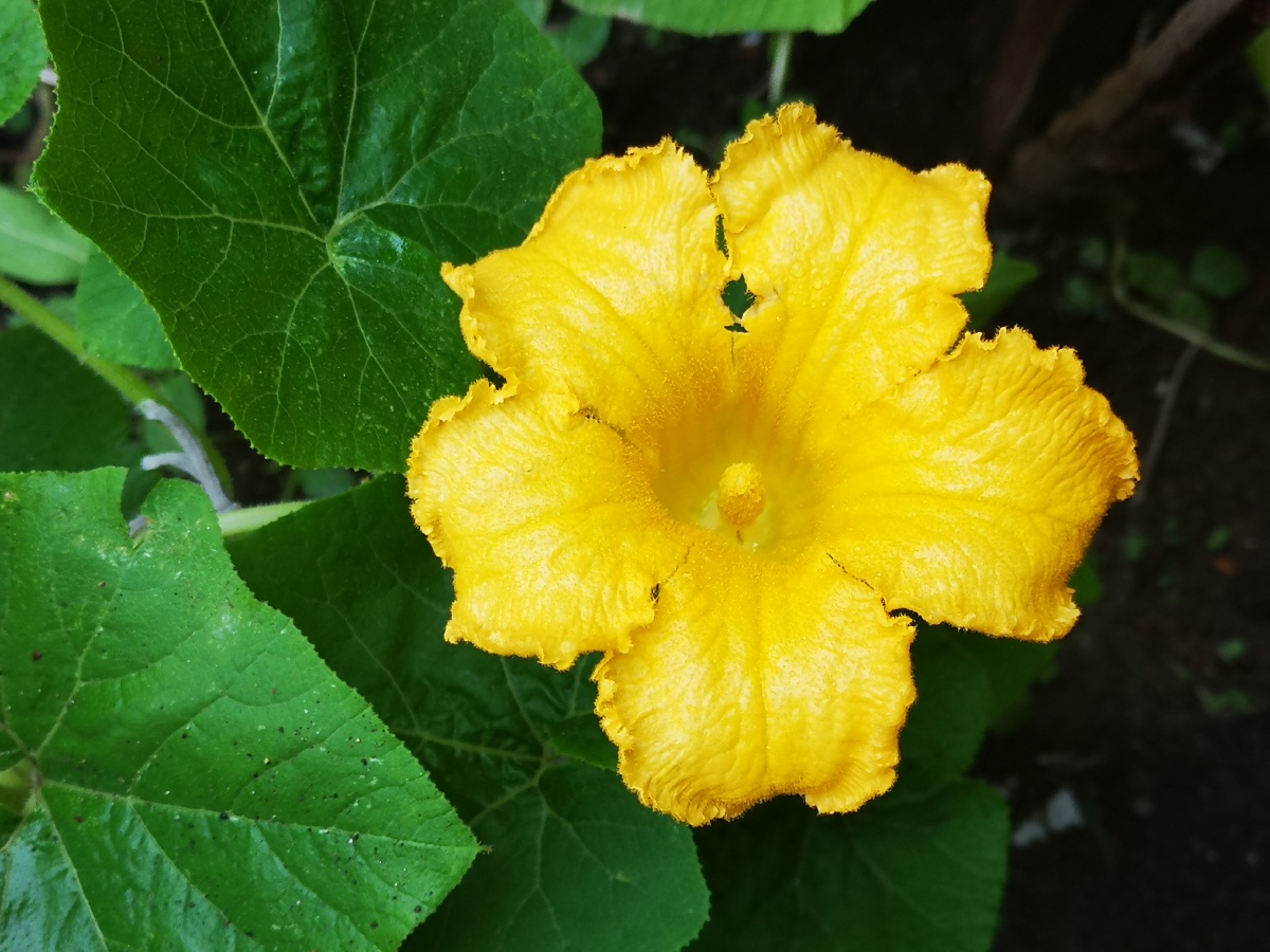 窝瓜花手机摄影