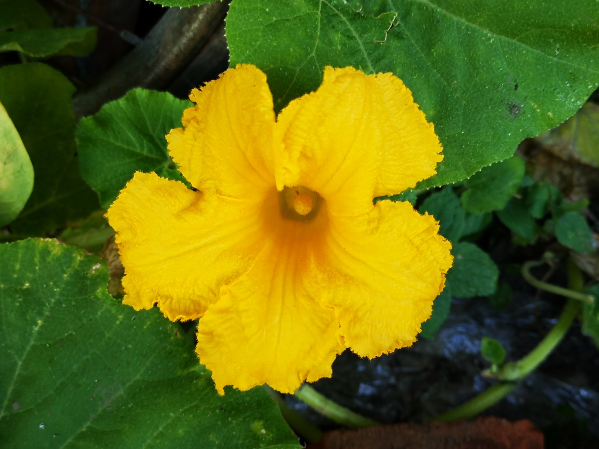 窝瓜花手机摄影