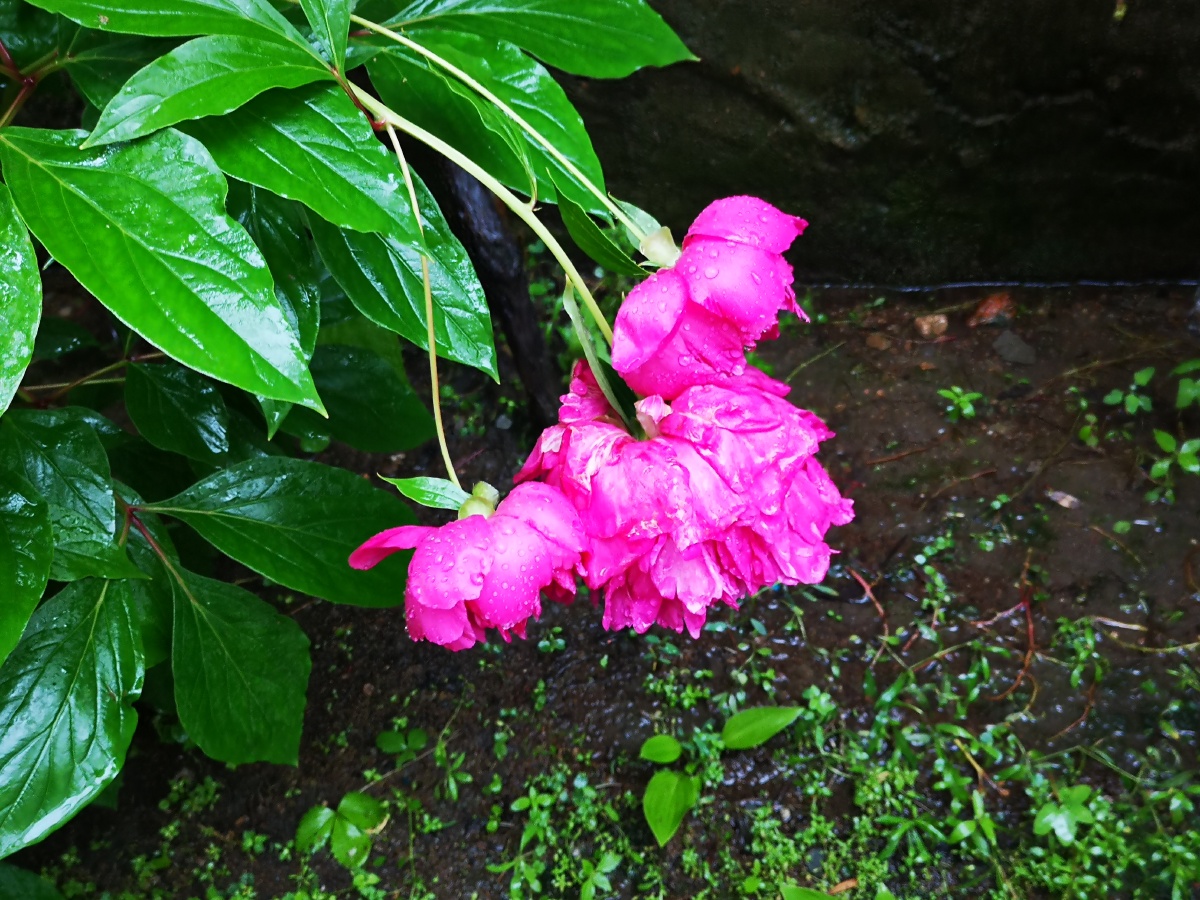 被大雨淋湿的芍药花