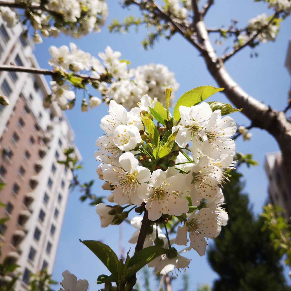 小区里的大樱桃花