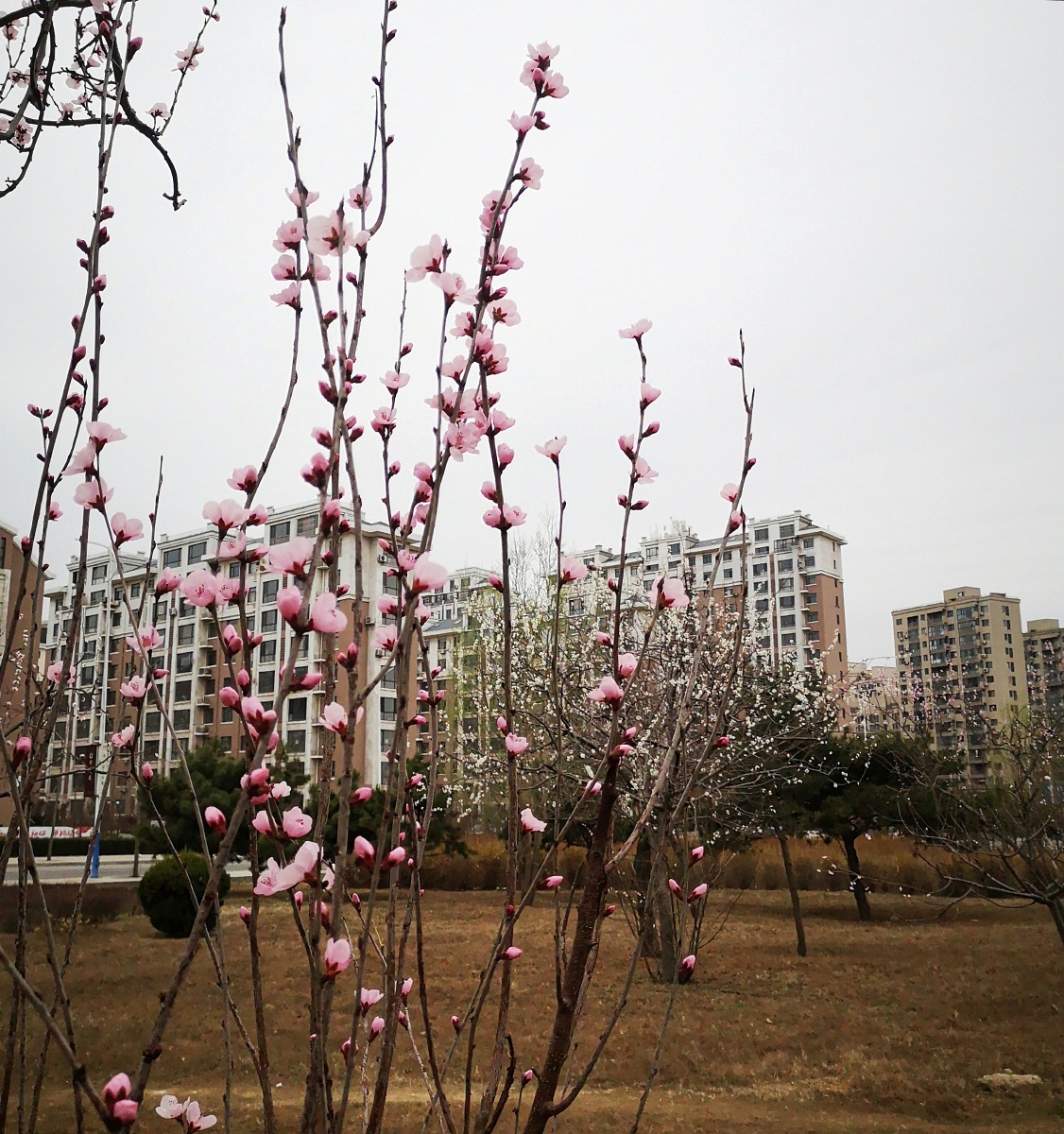 美丽的春桃花四月初春桃花盛放正赶上清明节春桃花是最先开放的花春的