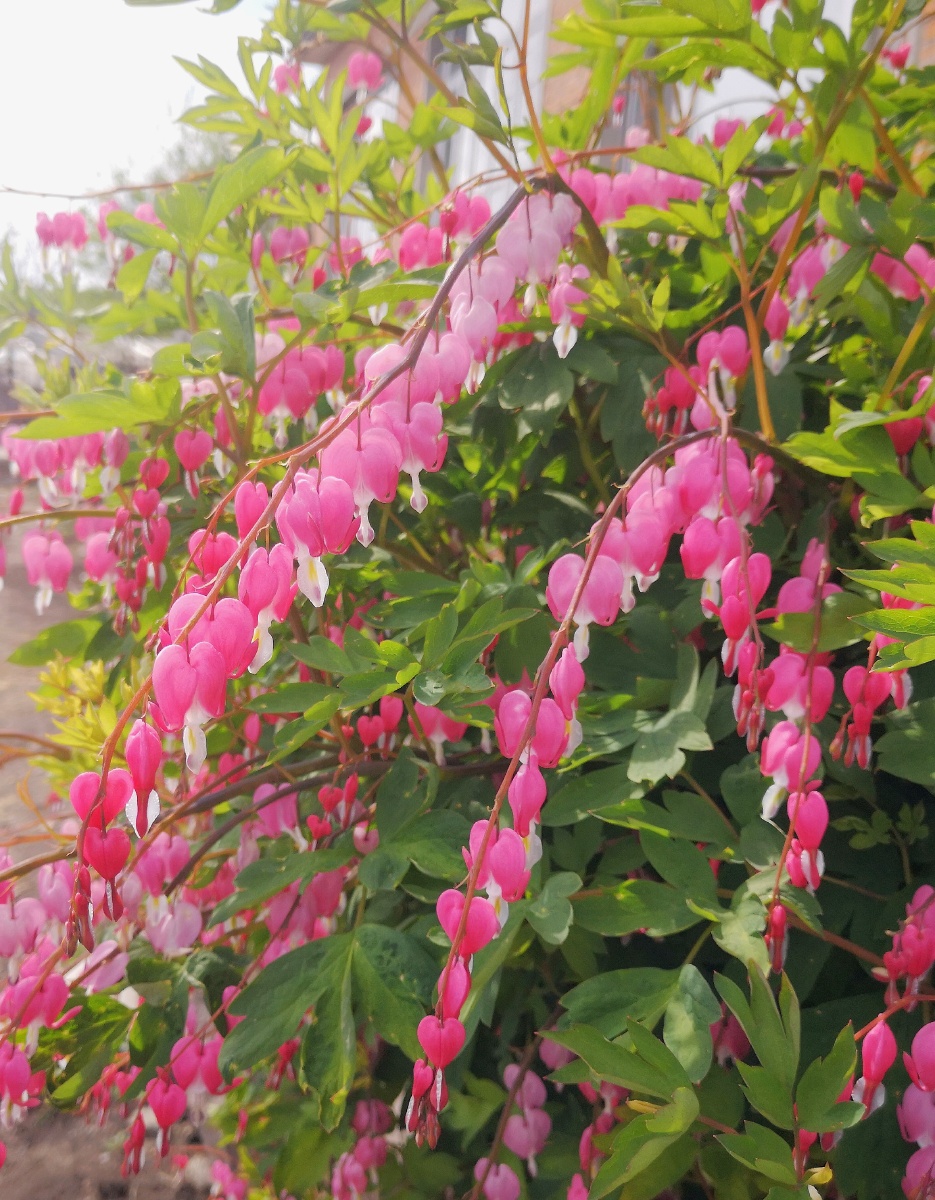 荷包牡丹 - 翠玉春晓 - 图虫