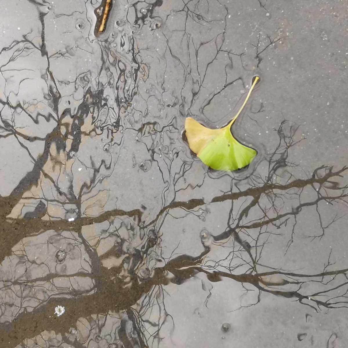 雨中的落叶银杏叶的一半都黄了一叶知秋