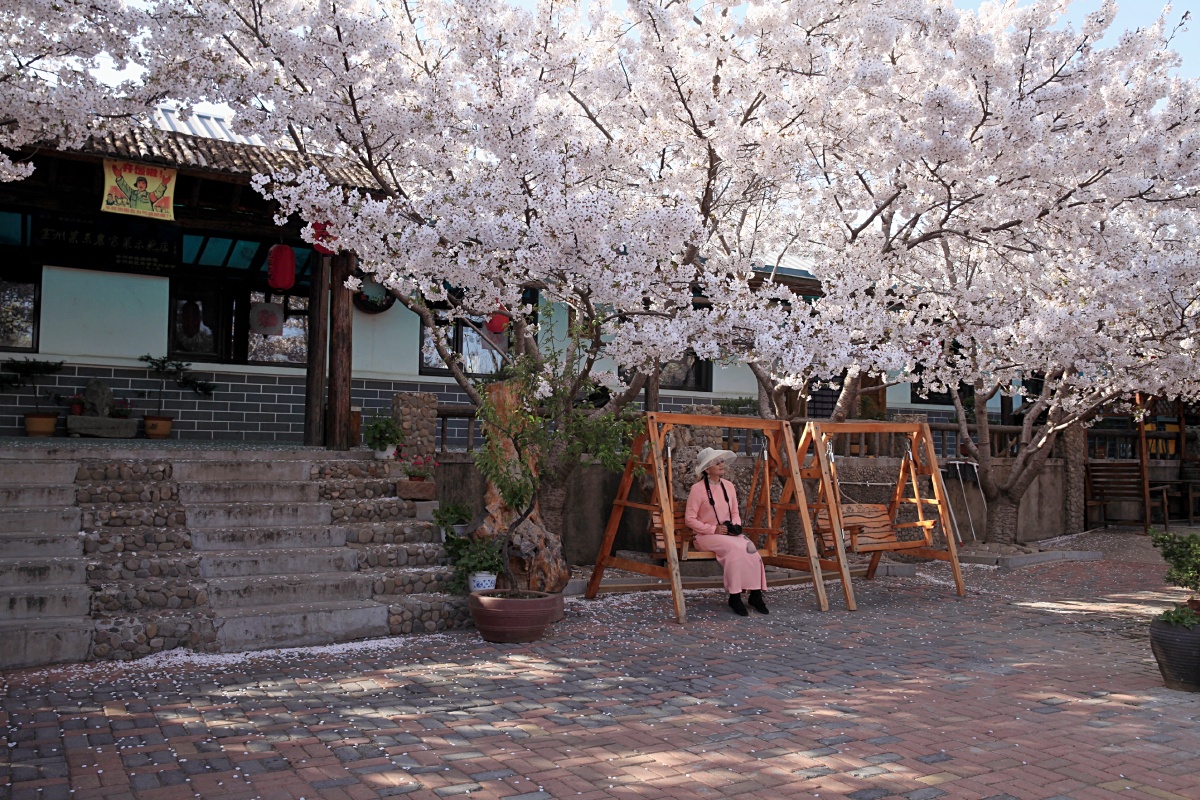 赏樱大连金州范家大院