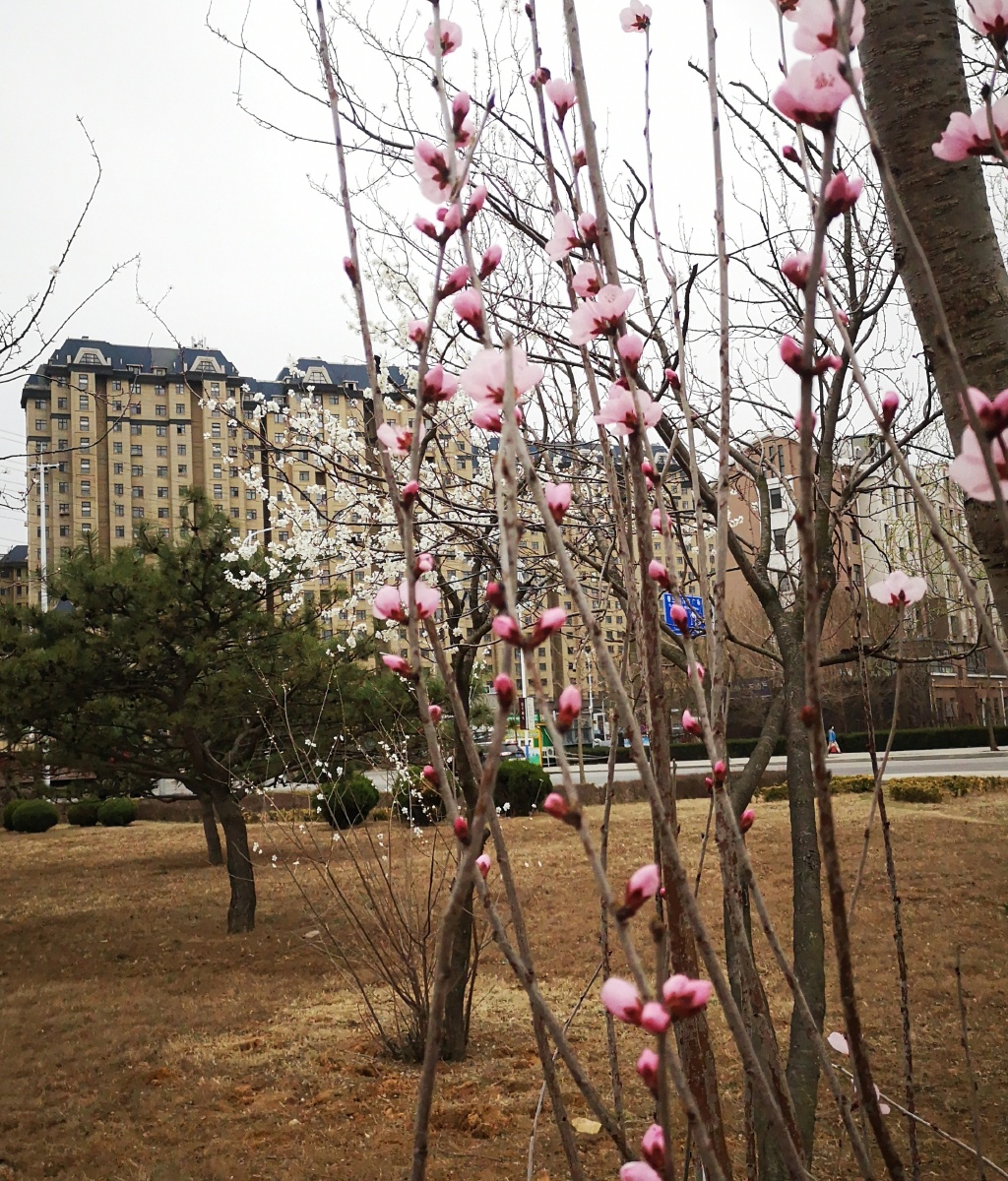 美丽的春桃花四月初春桃花盛放正赶上清明节春桃花是最先开放的花春的