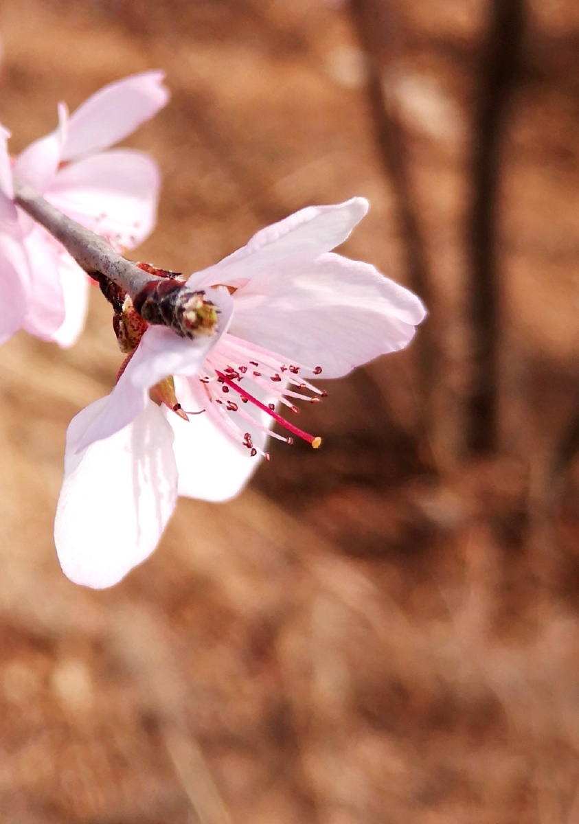 美丽的春桃花四月初春桃花盛放正赶上清明节春桃花是最先开放的花春的